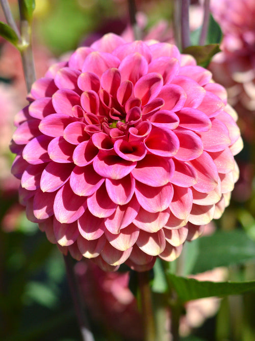 Bolldahlia Burlesca