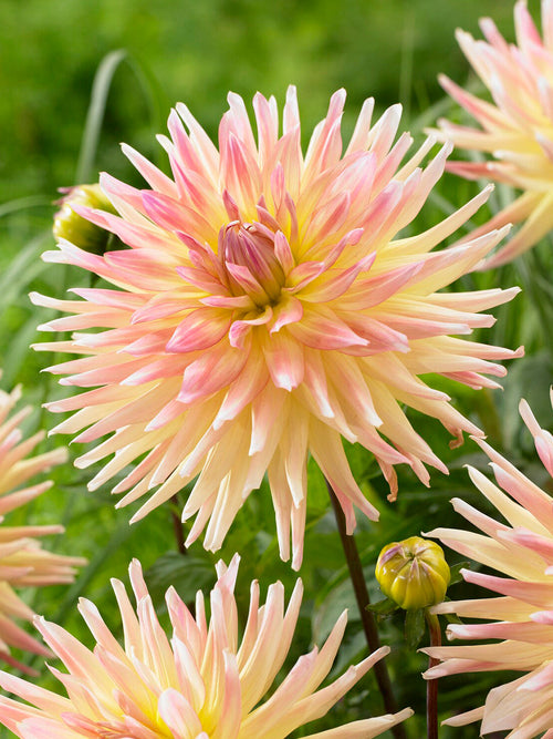 Dahlia Cabana Banana med gula och rosa toner