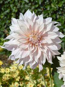 Dahlia Cafe au Lait