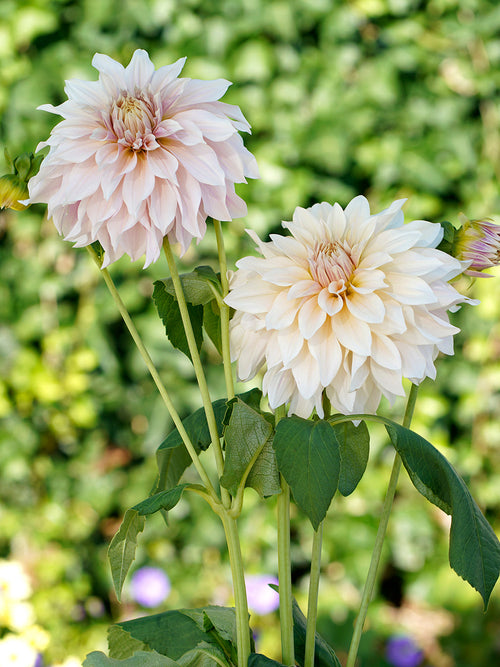 Dahlia Cafe au Lait | DutchGrown™ Sverige