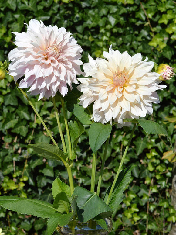 Köp Dahlia Cafe au Lait av hög kvalitet
