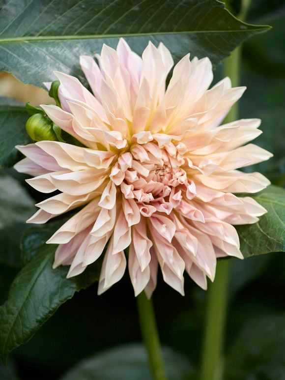 Halvkaktusdahlia ‘Café de Paris’ i blom