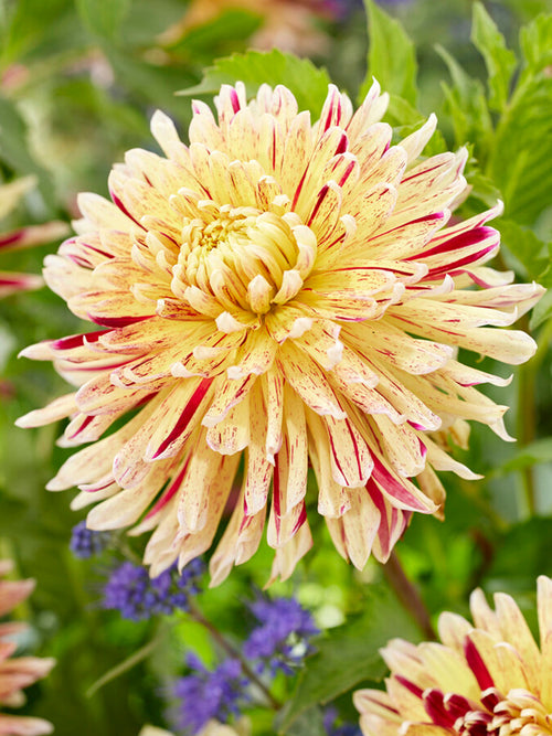 Dekorativ Dahlia Cambridge