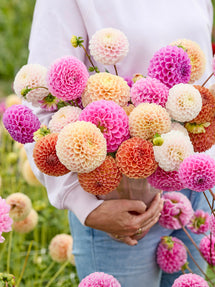 Dahlia Candy Ball Kollection