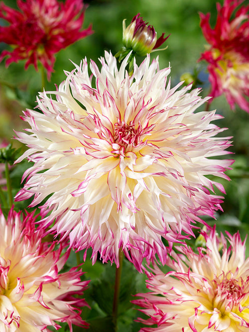 Dahlia Caproz Josephine med fransade rosa kronblad