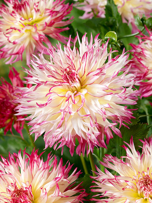 Fimbriatadahlia Caproz Josephine i sommarblomning