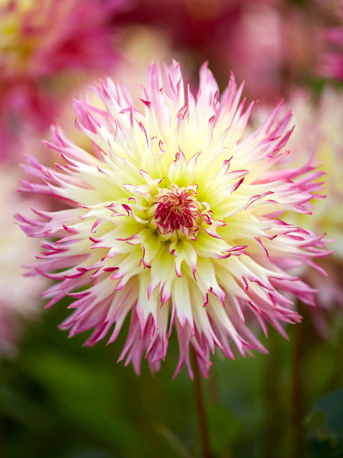 Närbild på Dahlia Caproz Josephine blomma