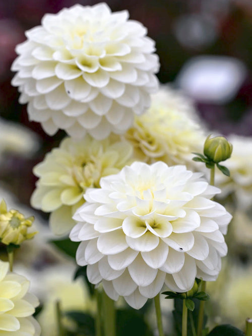 Dekorativ Dahlia Caramel Antique