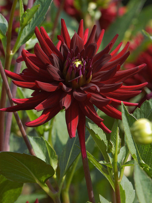 Närbild på Dahlia Chat Noir blomma