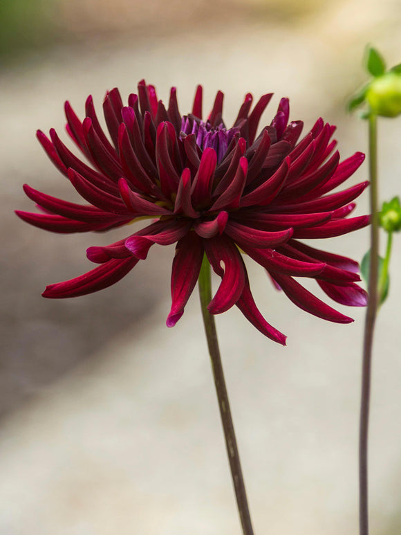 Kaktusdahlia Chat Noir i sommarträdgård