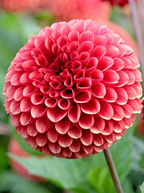 Varmt orange-röd dahlia i blom