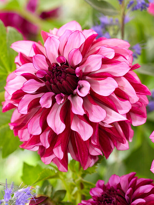 Dekorativ Dahlia Cranberry Classic