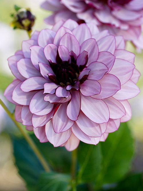 Dekorativ Dahlia Creme de Cassis