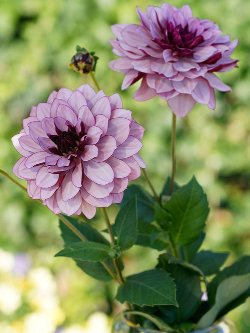 Dahlia Creme de Cassis