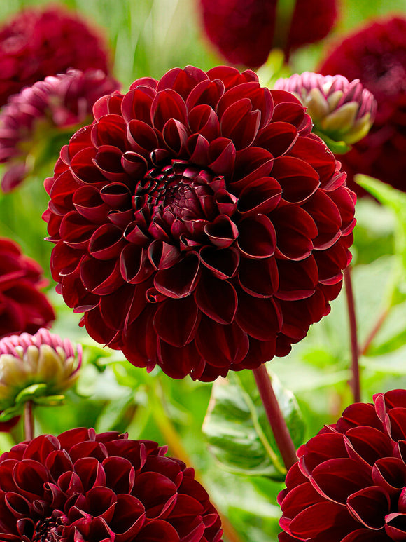 Bollformad mörkröd dahlia Dark Spirit i sol