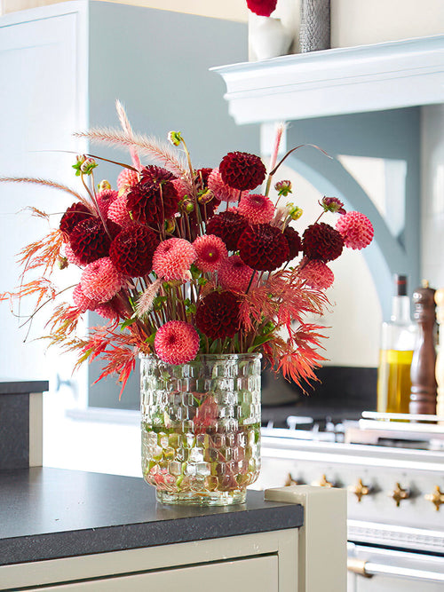 Dahlia ‘Dark Spirit’ i mörkröda nyanser