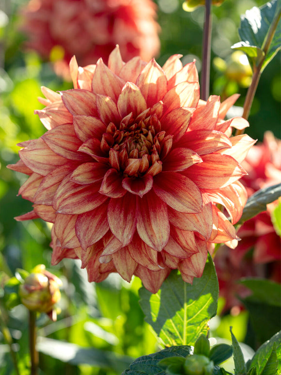 Dahlia Dazzling Magic med gula och röda blommor