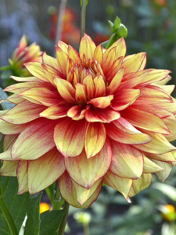 Närbild på Dahlia Dazzling Magic blomma