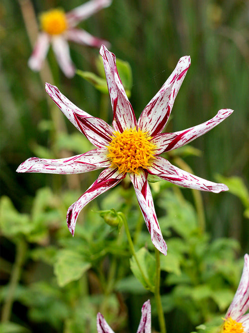 Dahlia Destiny’s Teacher med vita och röda stjärnblommor