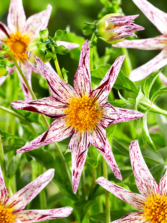 Stjärndahlia Destiny’s Teacher i sommarträdgård