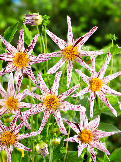 Närbild på Dahlia Destiny’s Teacher blomma