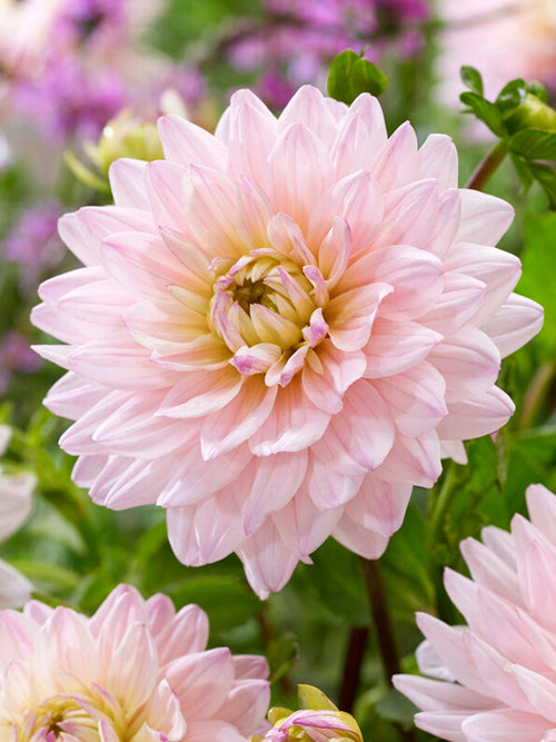 Vårplantering Dahlia Diana's Memory