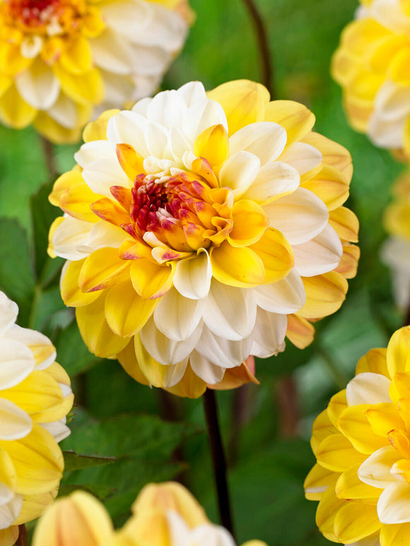 Dahlia Double Jill med krämgula fyllda blommor