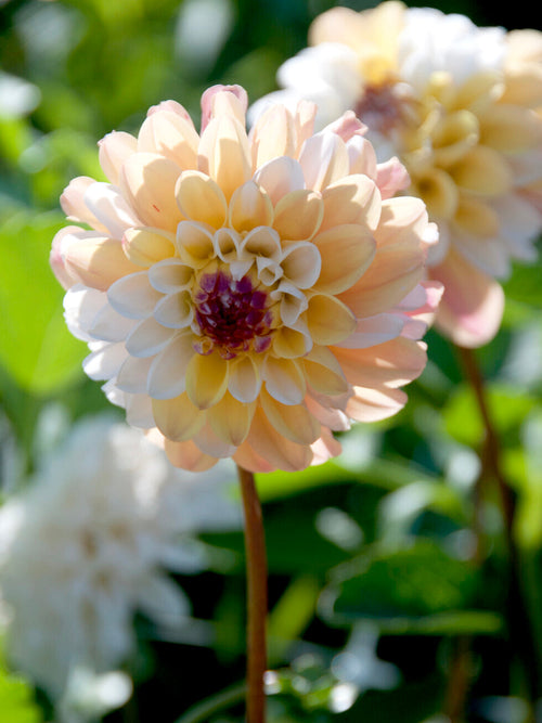 Dekorativdahlia Double Jill i sommarplantering