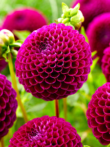 Dahlia Downham Royal