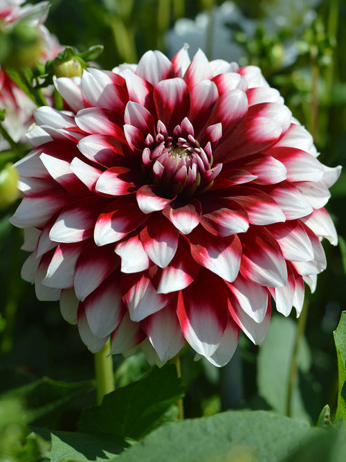 Dahlia Duet Tubers