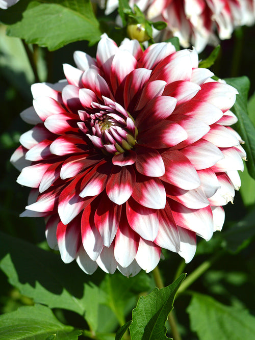 Dahlia Duet | DutchGrown™ Sverige