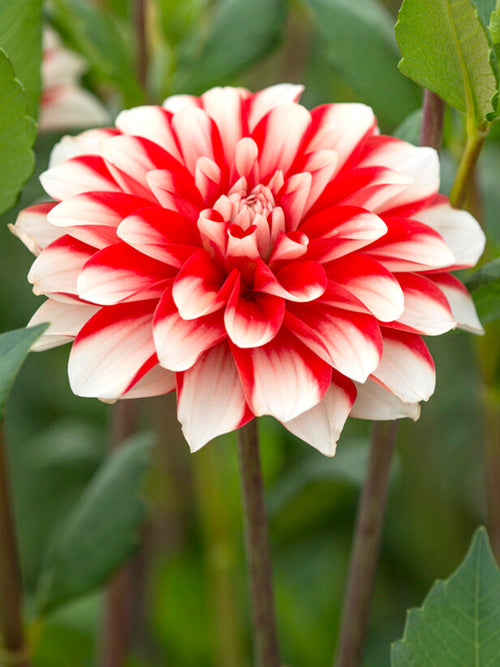  Vårplantering Dahlia Dynamite