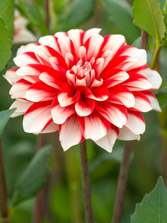  Vårplantering Dahlia Dynamite