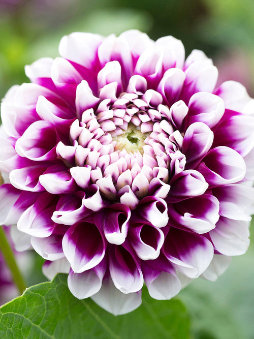 Dahlia Edinburgh | DutchGrown™ Sverige