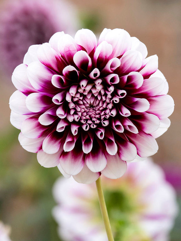  Dahlia Edinburgh