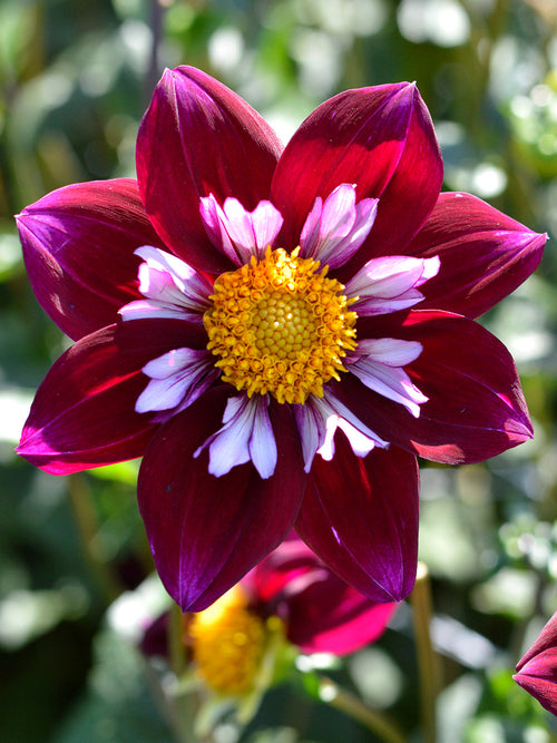 Halskråsdahlia Eefje 
