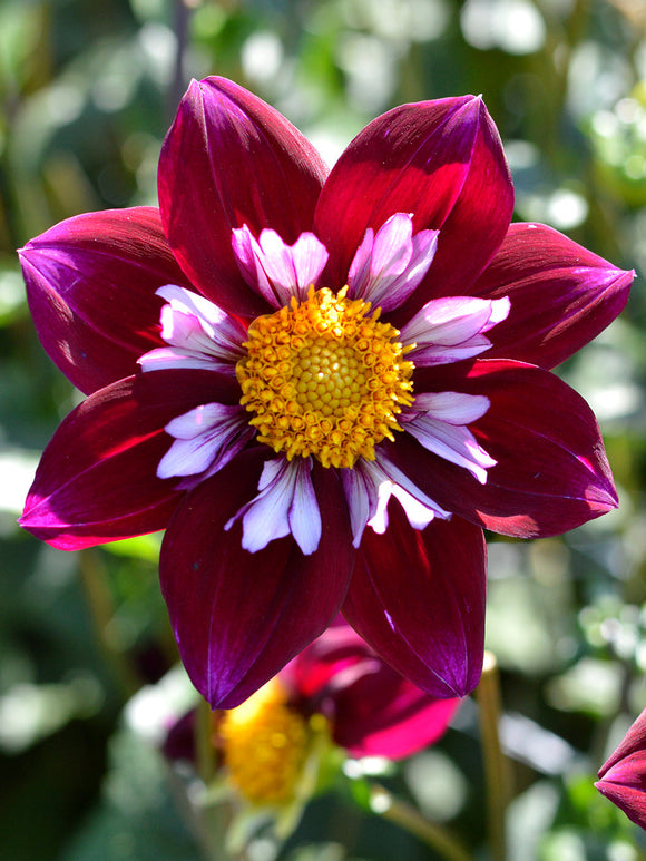 Halskråsdahlia Eefje 