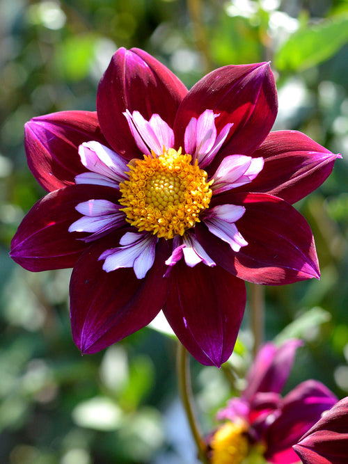 Vårplantering Dahlia Eefje