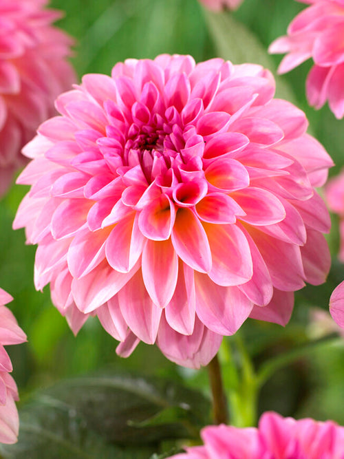 Dekorativdahlia Esli