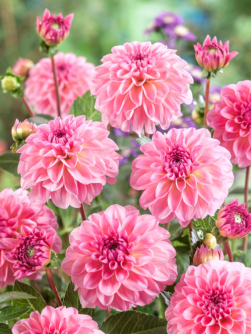 Dahlia Esli | Sommarfavoriter