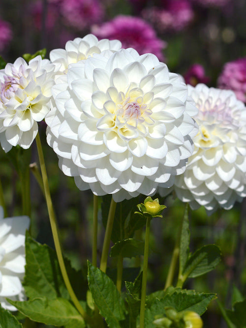  Dekorativdahlia Eveline