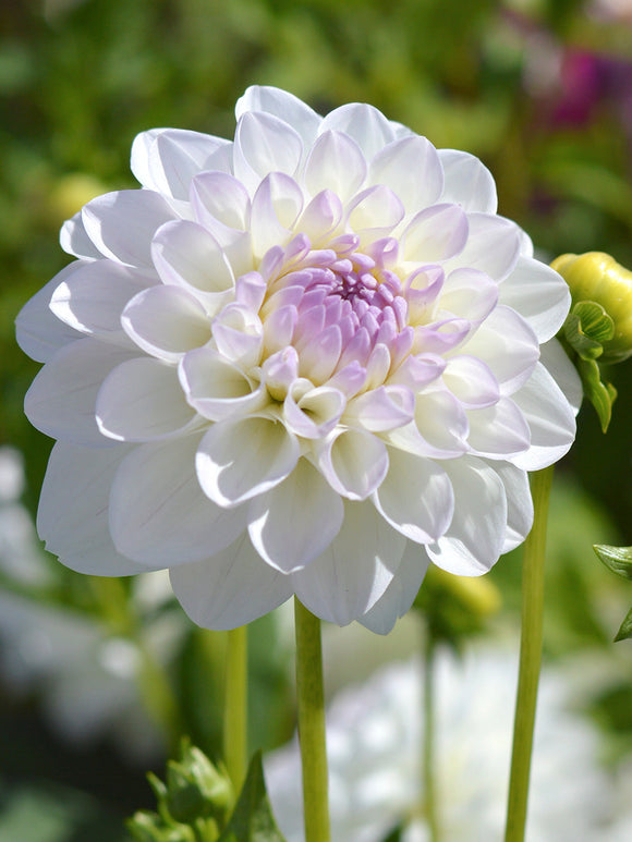 Dahlia Eveline