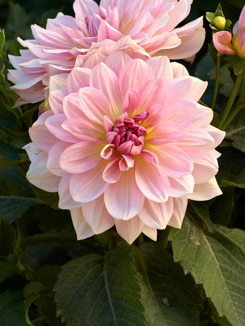 Närbild på Dahlia Fairway Pilot i rosa toner