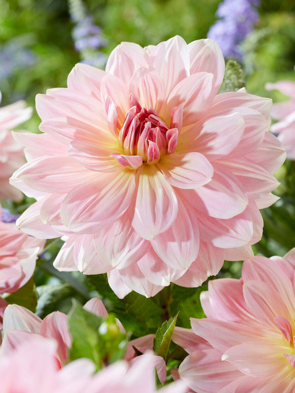 Dahlia Fairway Pilot med puderrosa blommor