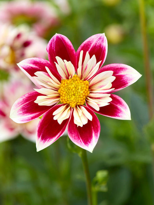 Dahlia Fashion Monger halskråsdahlia (collarette) med hallonröda yttre kronblad krämfärgade kanter och guldgult centrum i rabatt