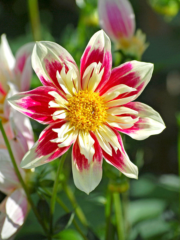 Köp Dahlia Fashion Monger knölar online halskråsdahlia (collarette) med hallonröda blommor och krämvit krage för sommarrabatten