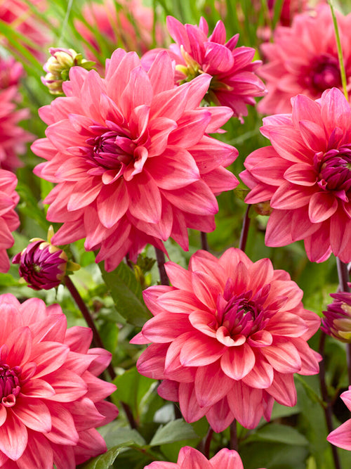 Dahlia Feline Yvonne| Högsta kvalitet