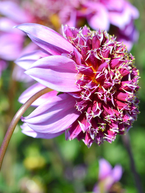 Dahlia Fenna Baaij | DutchGrown™ Sverige