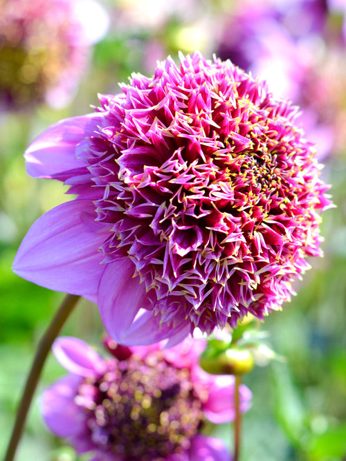 Vårplantering Dahlia Fenna Baaij 