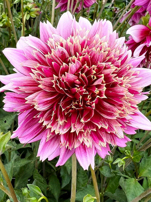 Vårplantering Dahlia Fenna Baaij